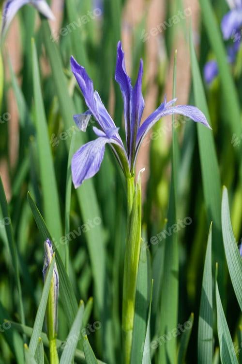 Preview: Blooming Iris in lilac color