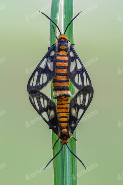 Preview: marting insect