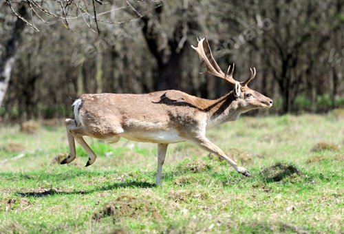 Preview: Roe deer
