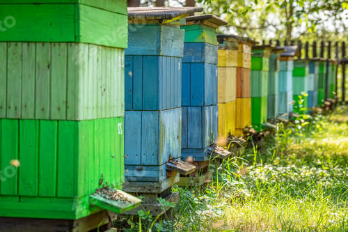 Preview: Ecological apiary with bees in countryside, Poland