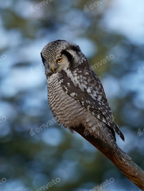 Preview: Northern hawk-owl (Surnia ulula)