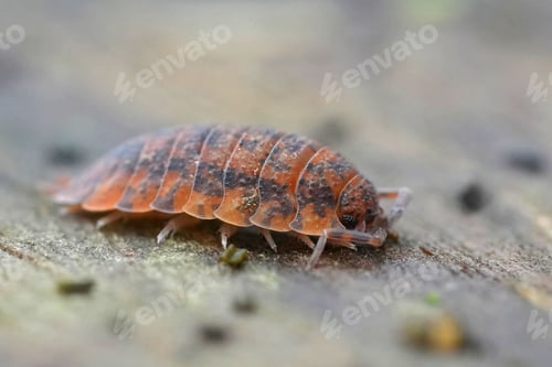 Preview: A close-up of a reddish-brown woodlouse crawling
