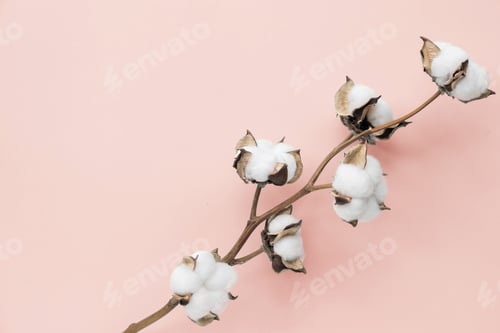 Preview: Cotton flower on pink paper background