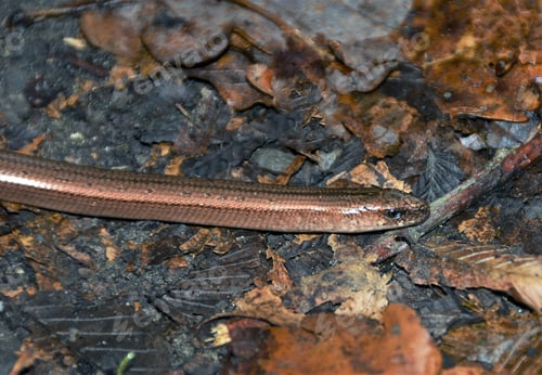 Preview: Anguis fragilis lizard