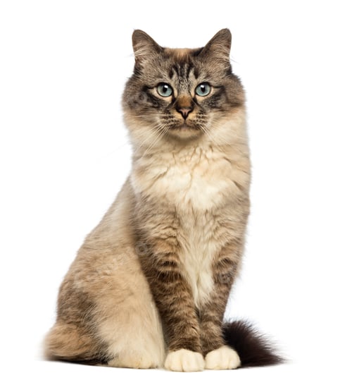 Preview: Birman sitting and looking at camera against white background