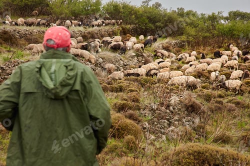 Preview: Man on mountain slope with herd of sheep