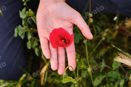 Preview: Woman's hand holding red poppy flower gently. unrecognizable person