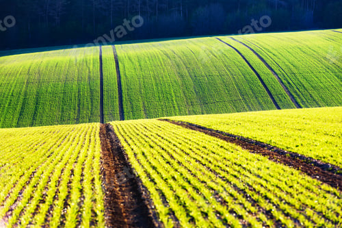 Preview: Green wheat rows and waves of the agricultural fields