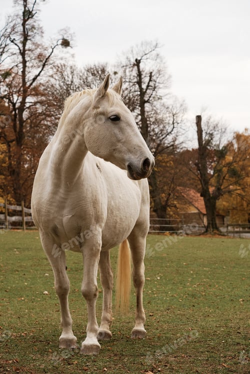 Preview: Horse on pasture