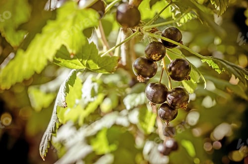Preview: Bunch of black currant