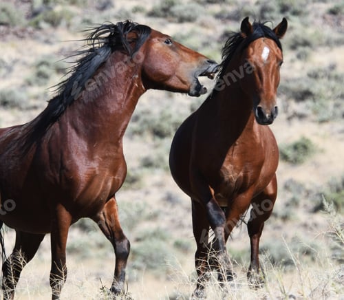 Preview: two horses standing in a grassy area with mountains in the background