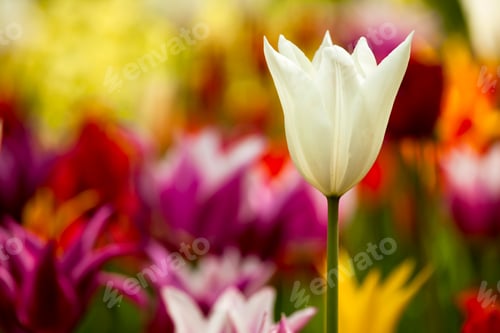 Preview: Colorful tulips