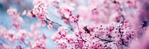 Preview: Tree flowers blossom