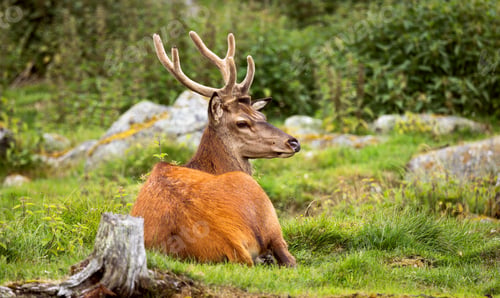 Preview: Majestic red deer stag resting in green meadow.