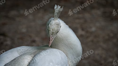 Preview: Vibrant peacock struts on grass by a tree and rocks.