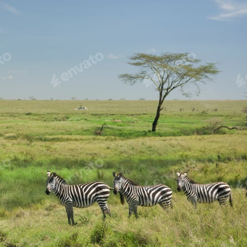 Preview: herd of zebra in the Serengeti