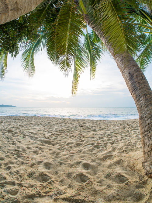Preview: tropical beach with coconut palm. Maeman beach, koh Samui