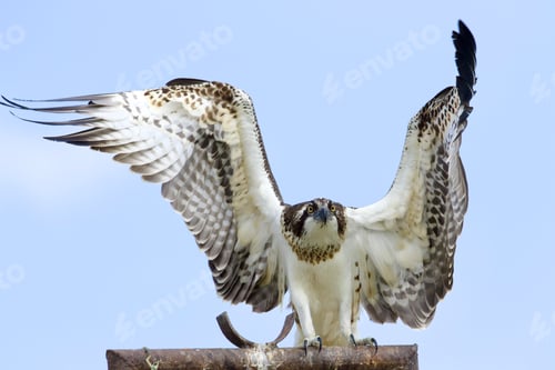 Preview: An Osprey