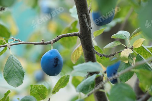 Preview: Ripe plums growing on tree in garden, closeup