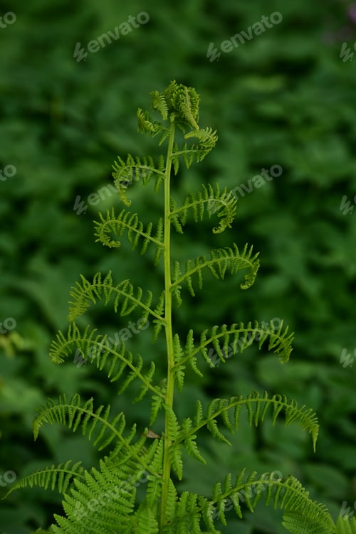 Preview: Lush green plant growing in the soil for nourishment