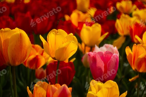 Preview: Spring flowers tulips close-up in the garden.