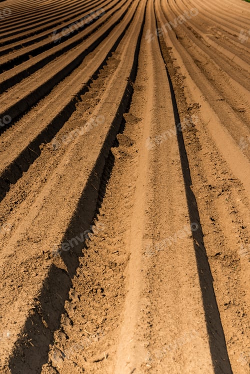 Preview: Rows on Plantation. Spring Season in Countryside. Agriculture Industry Background