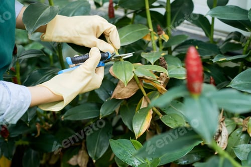 Preview: Woman cutting plants with scissors
