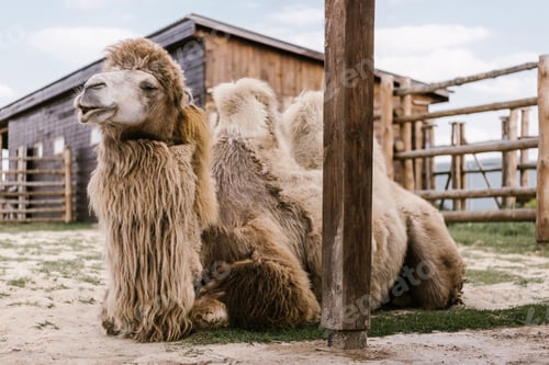 Preview: close up view of two humped camel sitting on ground in corral at zoo