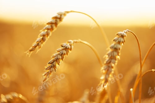 Preview: Ripe wheat spikelets on golden field