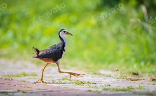 Preview: White-breasted waterhen crosses the pathway to search for food.
