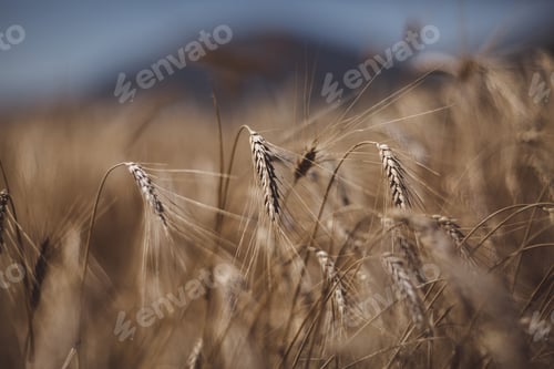 Preview: Selective focus of wheat field on the background close up