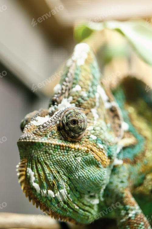 Preview: Detailed Close-up of a Veiled Chameleon