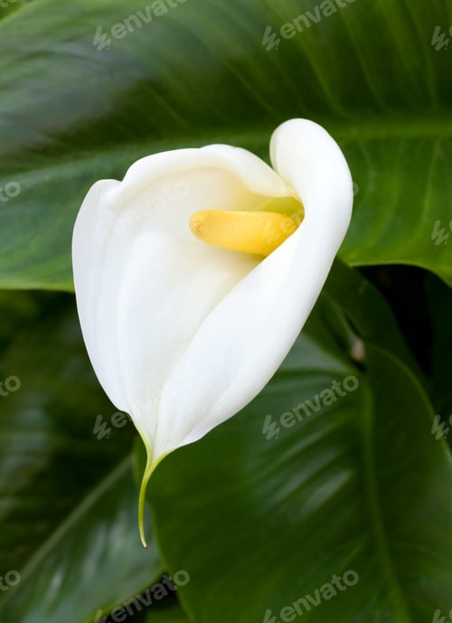 Preview: White Calla lilies with leaf