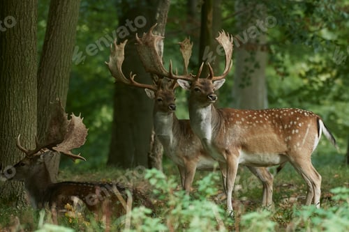 Preview: Fallow deer (Dama dama)