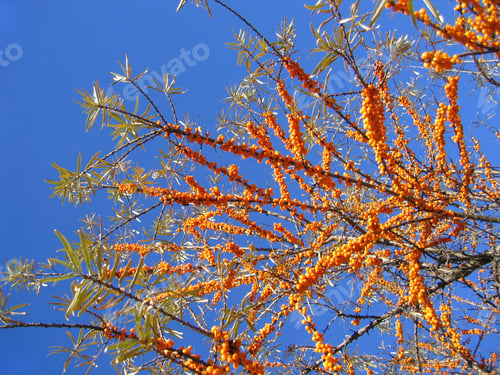 Preview: sea buckthorn berries