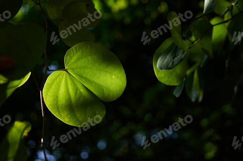Preview: The green leaves of a tropical tree with sunlight