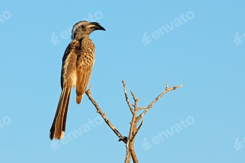 Preview: African grey hornbill perched in a branch