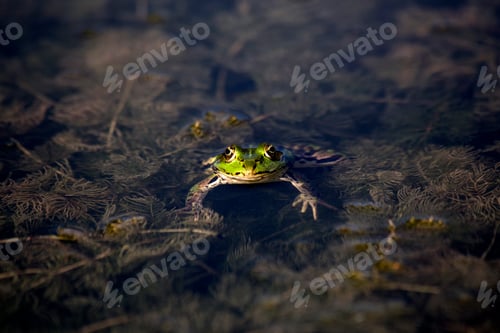 Preview: Pool frog in water