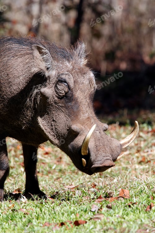 Preview: Warthog - Zimbabwe