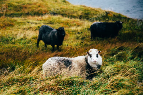 Preview: Three mountain sheep on a Nordic mountain meadow