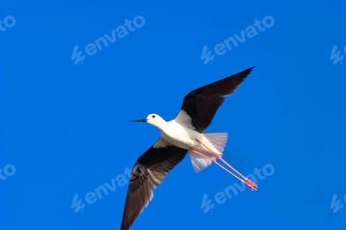 Preview: Black-Winged Stilt