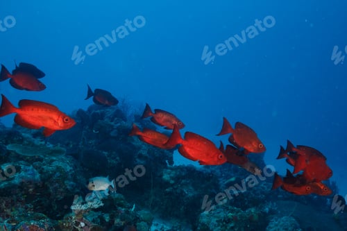 Preview: Group of lunar-tailed bigeye fish swimming among rocks on the ocean floor