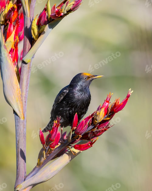 Preview: Closeup of a European Starling perched on a flower