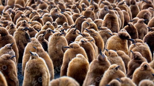 Preview: Group of fluffy small brown penguins in South Georgia