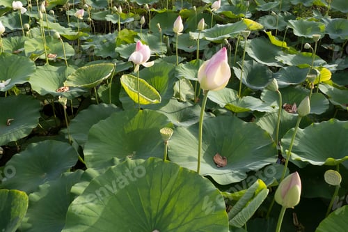 Preview: Aerial view of a lotus flower growing