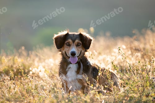Preview: Happy dog having fun in a field of summertime