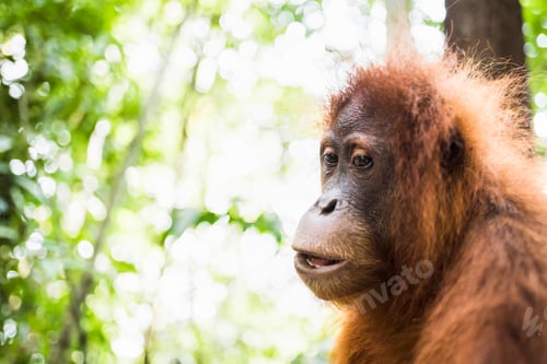 Preview: Orangutan (Pongo Abelii) in the jungle near Bukit Lawang, Gunung Leuser National Park, North Sumatra