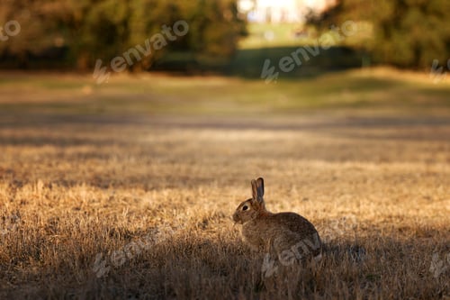 Preview: Wild Rabbit Resting Peacefully on Mossy Ground in Soft Natural Light Outdoors.