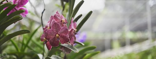 Preview: The colorful orchid farm is an agricultural industry in Thailand.
