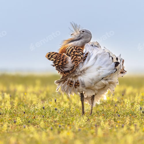 Preview: Great Bustard Display in Grassland